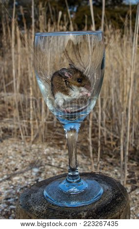 A side view of a wild brown house mouse sitting very content in a long stemmed wine glass.  The glass is on top of a wooden log in a meadow with long light brown grasses in the background.