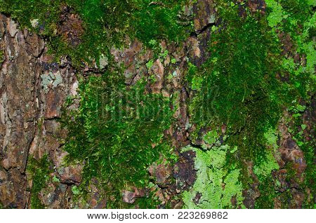 A lot of dark green moss and light green lichen on a brown bark of a tree texture. Close-up macro shot.
