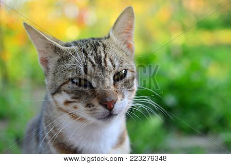 Grey young cat with emotion and copyspace.