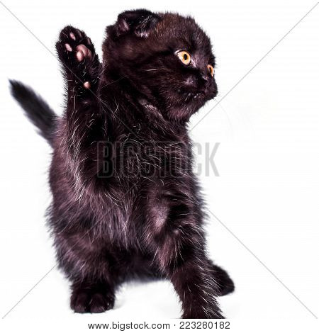 Scottish Fold kitten isoliert on white background