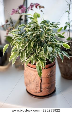 Ficus Benjamina Kinky In A Clay Pot