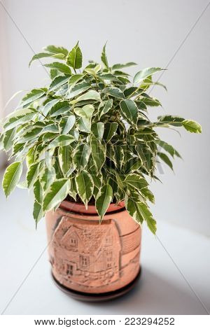 Ficus Benjamina Kinky In A Pot Over White Background