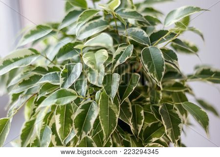 Close Up View Of Ficus Benjamina Kinky Leaves