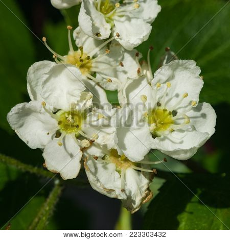 Blossoming hawthorn or maythorn or Crataegus flowers close-up, selective focus, shallow DOF.