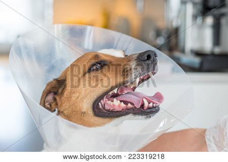 Five-year-old Danish Swedish Farmdog with protective Elizabethan collar. This breed, which originates from Denmark and southern Sweden is lively and friendly.