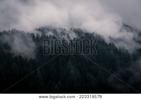 Foggy view of forest on dolomites mountain