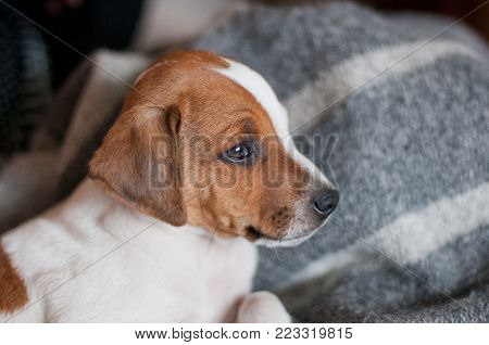 Cute two months old Danish Swedish Farmdog puppy. This breed, which originates from Denmark and southern Sweden is lively and friendly.