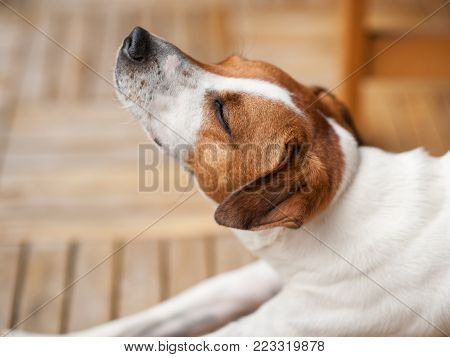 15 months old Danish Swedish Farmdog. This breed, which originates from Denmark and southern Sweden is lively and friendly.