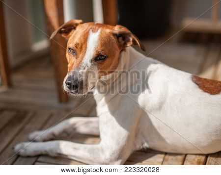 15 months old Danish Swedish Farmdog. This breed, which originates from Denmark and southern Sweden is lively and friendly.