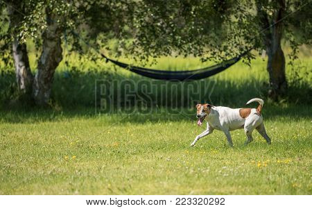 Seven-year-old Danish Swedish Farmdog playing fetch in water during summer vacation in Sweden. This breed, which originates from Denmark and southern Sweden is lively and friendly.