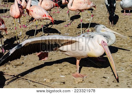 Beautiful Stork With Red Nib Flying In The Blue Sky