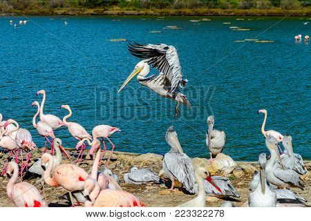 Beautiful Stork With Red Nib Flying In The Blue Sky