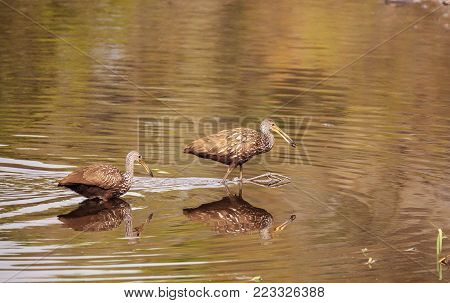 Large Menacing American Alligator Alligator Mississippiensis