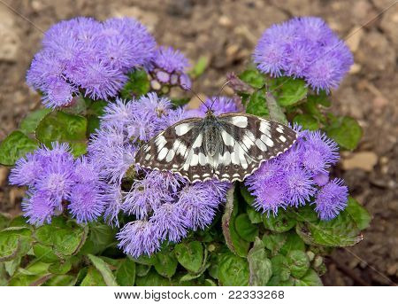 butterfly half-mourning (mélanargia galathea)