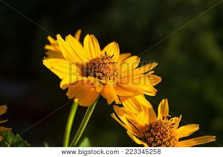 Beautiful bouquet of bright yellow flowers Heliopsis helianthoides on a Sunny day, close-up.