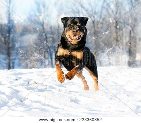 Rottweiler plays in the snow