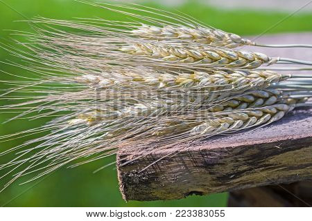 ears of wheat on green natural background