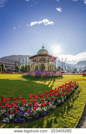 Altan With Red Tulips During Spring Time In Bergen, Norway