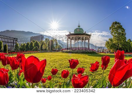 Altan With Red Tulips During Spring Time In Bergen, Norway