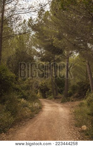 Path between pines in the forest, diffuse light