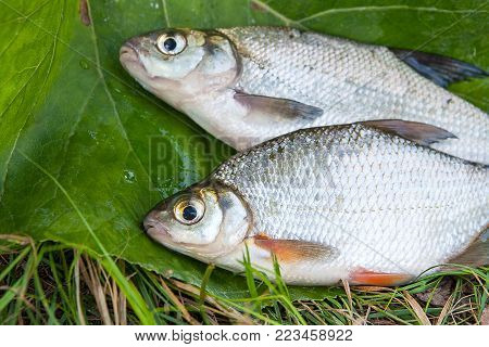Single Freshwater Fish Common Bream On Natural Background..