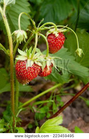 Branch Of Gooseberry With Green Berries And Leaves In The Garden..