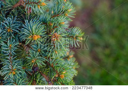 Closeup of fir tree branch isolated on summber backgrou