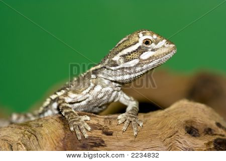 Szakállas sárkány