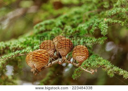 brown bumps on green spruce branch close up