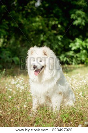 Photos White Fluffy Dog Breeds Samoyed In The Park