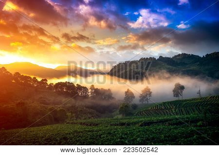 Morning Mist with Sunrise at strawberry field at doi angkang , chiang mai , Thailand