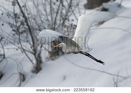 Great white heron in white snow wind during cold winter. Wildlife scene from nature. Snow storm with bird. Heron with snow in the nature habitat. Cold snowy winter in Europe.