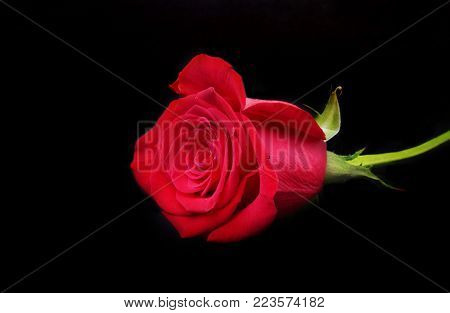 Decoration for Valentines day with Luxury red rose on black background