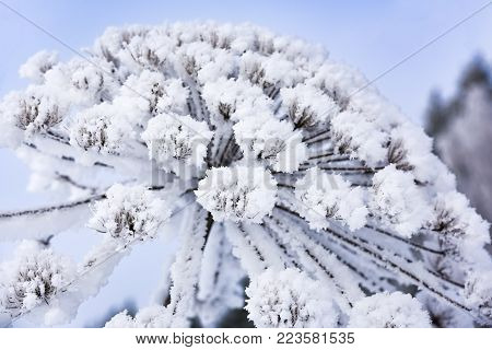 Heracleum Cow-bream Hoarfrost Winter