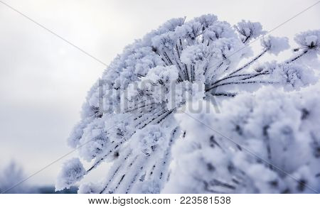 Heracleum Cow-bream Hoarfrost Winter