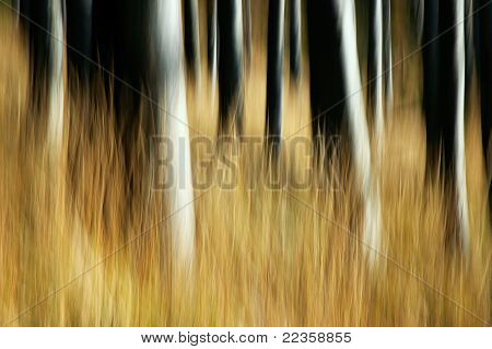 Beechwood