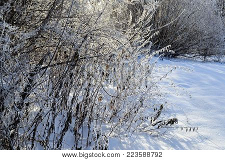 A branch of dry grass is covered with snow.