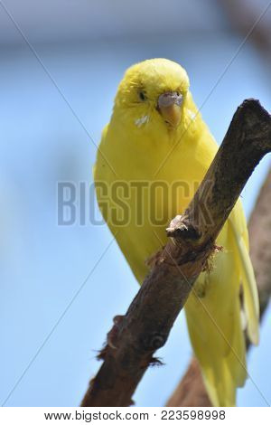 Adorable Little Yellow Budgie In the Rainforest