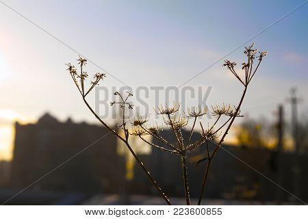 Sunset in the city in the winter in a strong frost