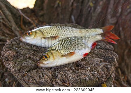 Freshwater Bullhead Fish Or Round Goby Fish Just Taken From The Water On Wooden Background.