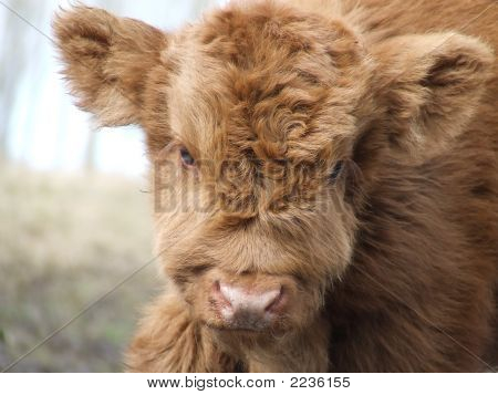 Schotse Hooglander