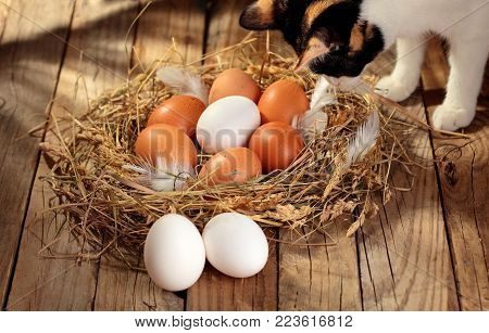 Chicken eggs in the nest with tricolor cat near nest. On wooden rustic background.Copy space.Concept cat and hen eggs