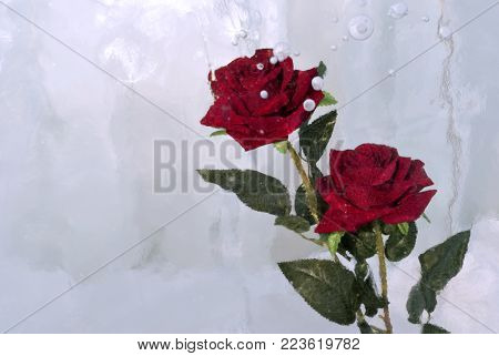 two scarlet roses, frozen in a cloudy ice with bubbles, closeup