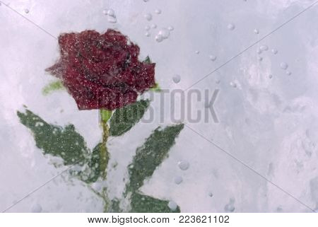 red rose, frozen in a cloudy ice with bubbles, closeup