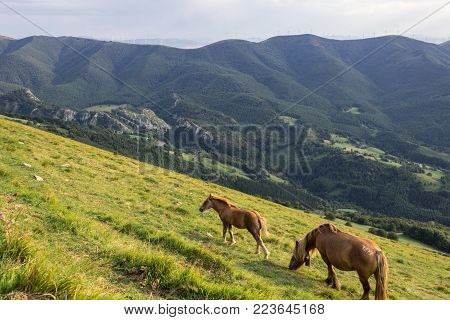 Horses in Aloña mountain in Oñati in the Basque Country