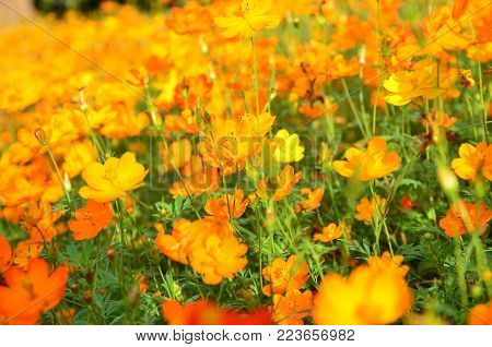 Orange Cosmos Flower In The Garden Chiangmai Thailand