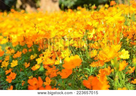 Orange Cosmos Flower In The Garden Chiangmai Thailand