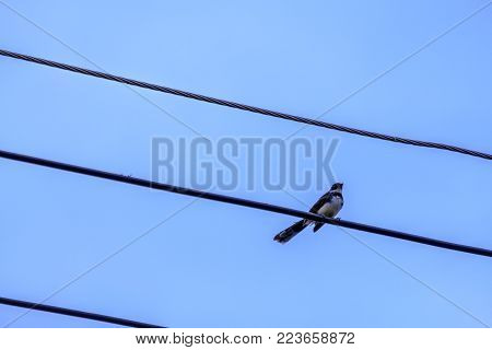 magpie robin bird on electriccity wire with clear blue sky