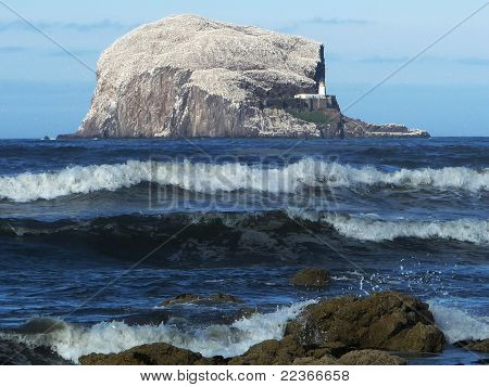 Bass Rock, North Berwick, Skottland