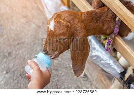 feeding milk bottle to cute Goat at the zoo.selective focus